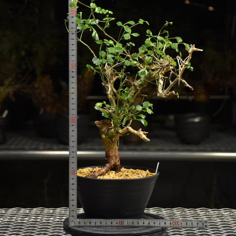 Commiphora campestris コミフォラ カンペストリス 発根済現地株 H3