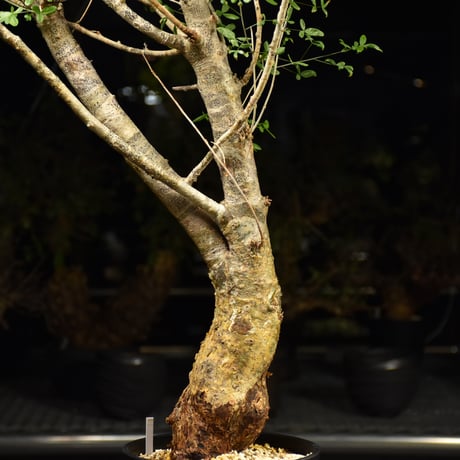 Commiphora humbertii コミフォラ フンベルティ 発根済現地株 I8 送料着払にて発送