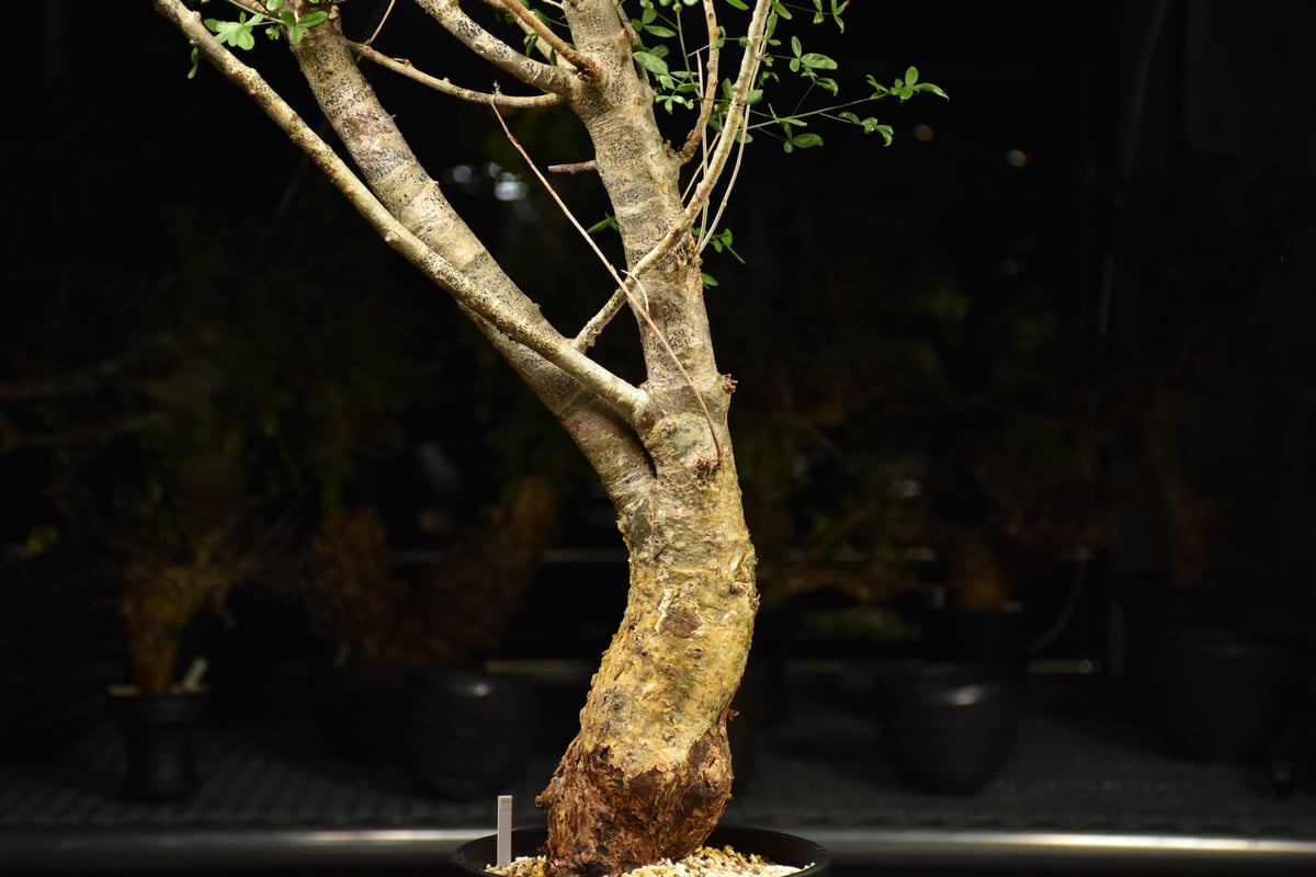 Commiphora humbertii コミフォラ フンベルティ 発根済現地株 I8 送料着