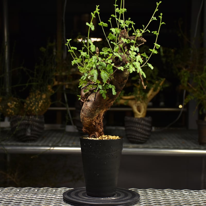 Commiphora Boranensis コミフォラ ボラネンシス 発根済現地株