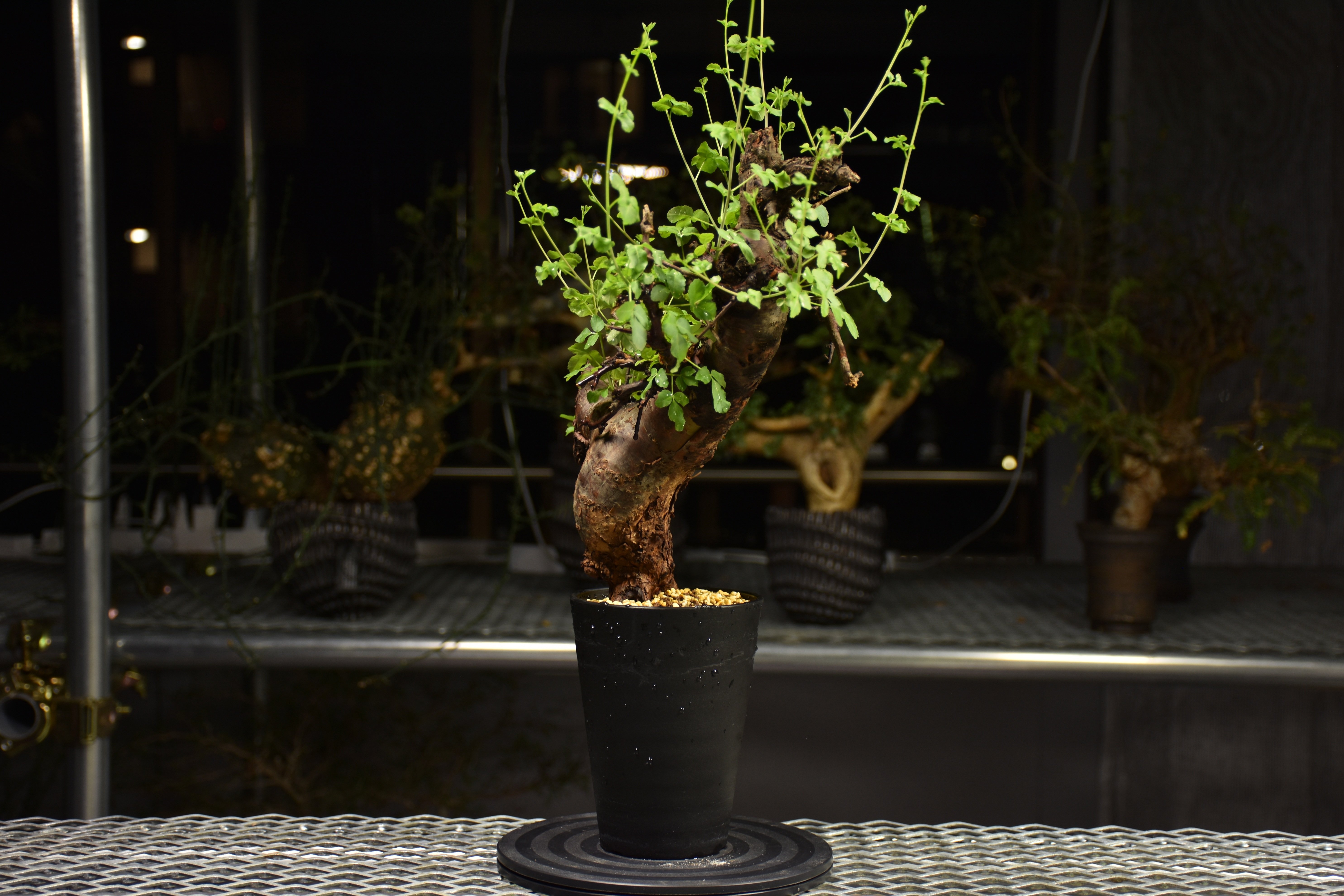 Commiphora Boranensis コミフォラ ボラネンシス 発根済現地株 F20 |
