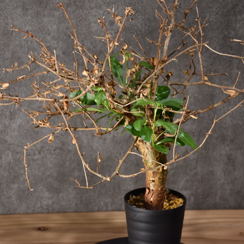 Commiphora habessinica コミフォラ ハベシニカ 発根済現地株 #3