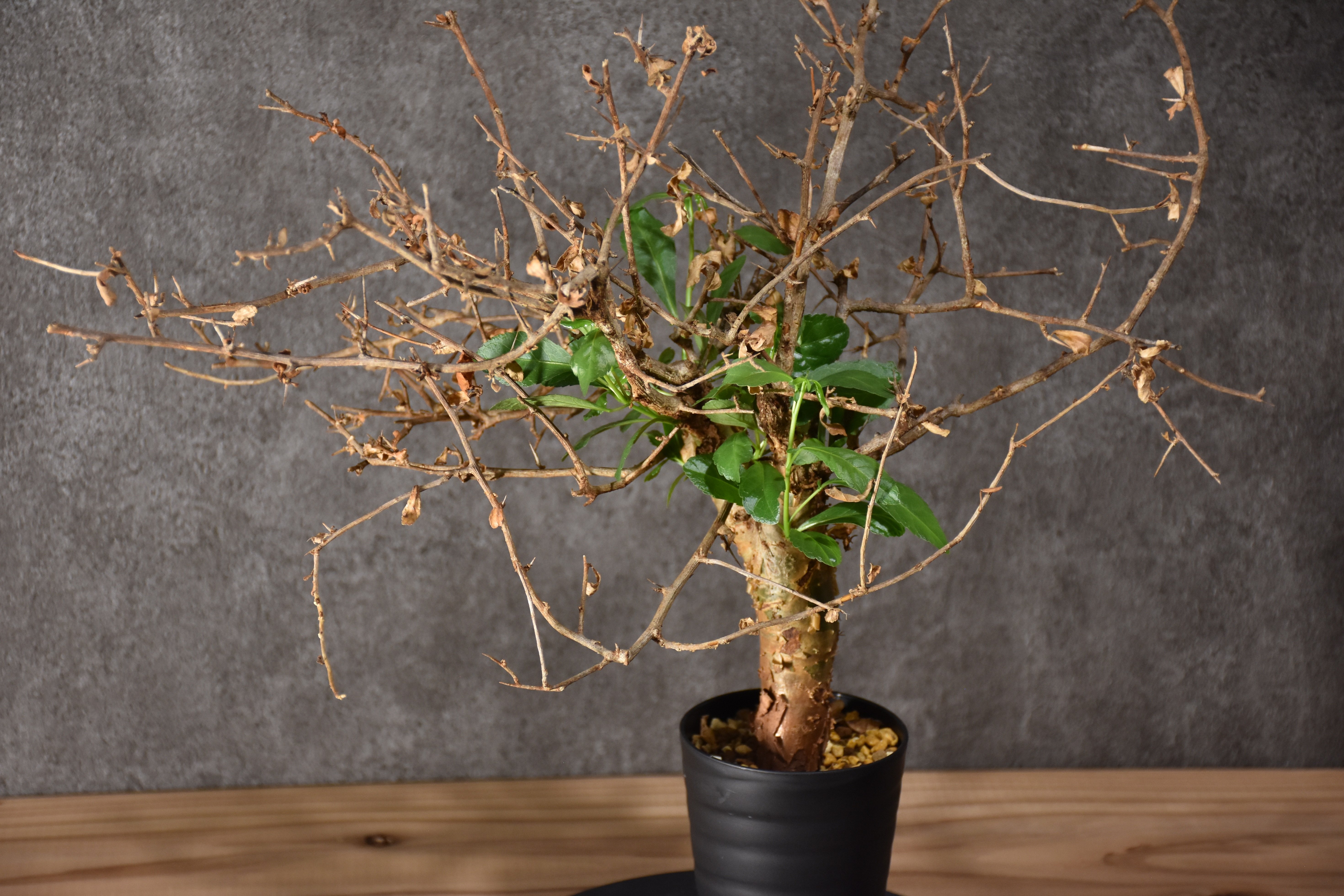 Commiphora habessinica コミフォラ ハベシニカ 発根済現地株 #3 |