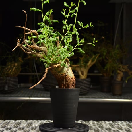 Commiphora glaucescens　コミフォラ グラウケスケンス　発根済現地株　F30