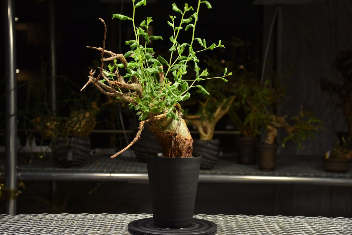 Commiphora glaucescens コミフォラ グラウケスケンス 発根済現地株 F3