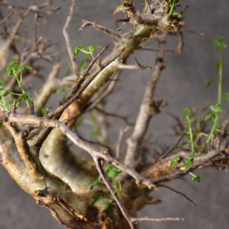 Commiphora cyclophira コミフォラ シクロフィラ 発根済現地株 #1