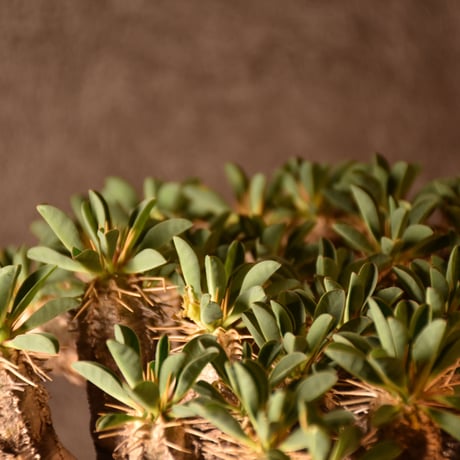 Euphorbia guillauminiana　ユーフォルビア ギラウミニアナ　発根済現地株 #4