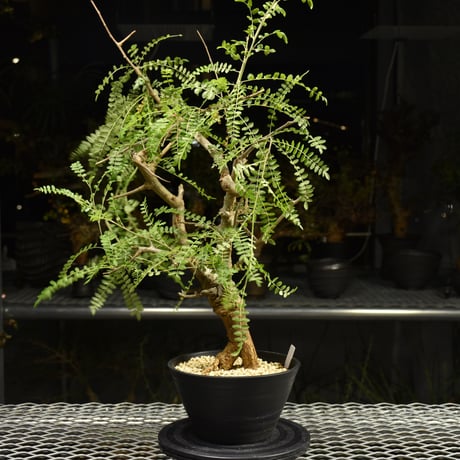 Boswellia neglecta　ボスウェリア ネグレクタ　発根済現地株　H15