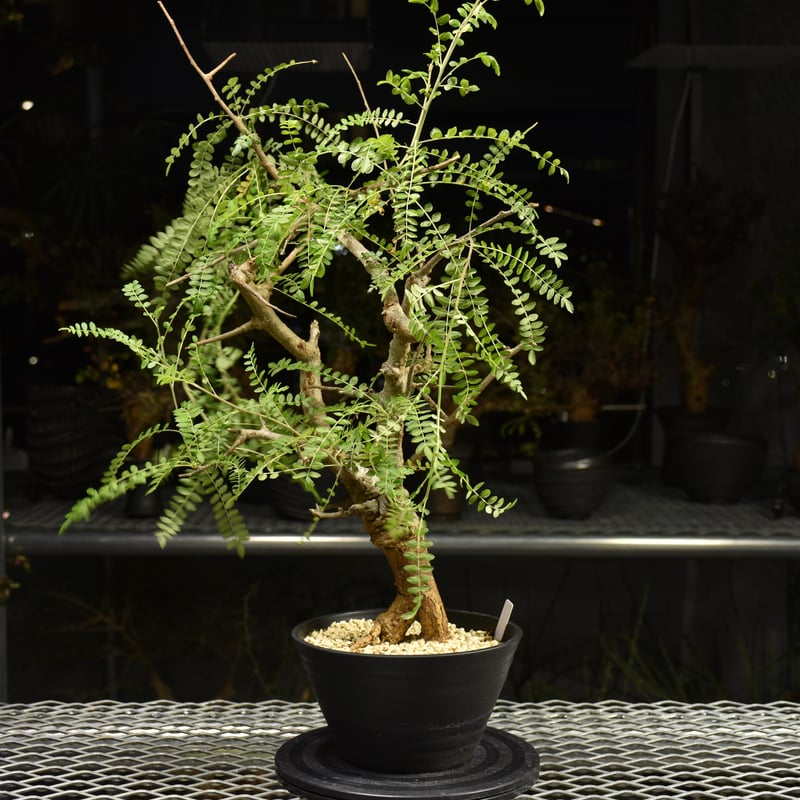 Boswellia neglecta ボスウェリア ネグレクタ 発根済現地株 H15 | BO