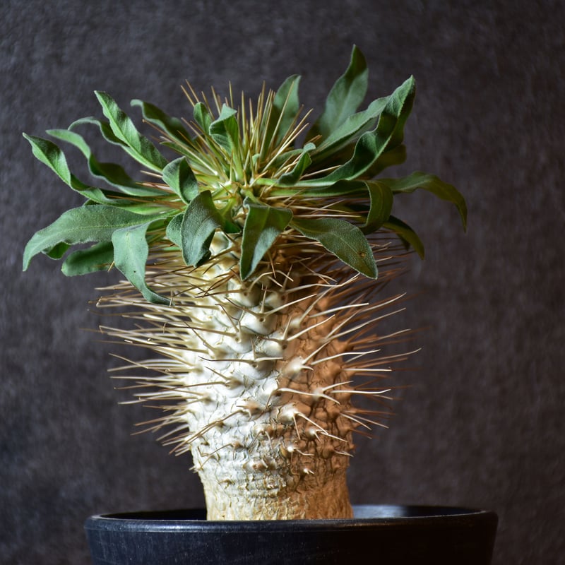 E437【自社養生株】パキポディウム ナマクアナム 光堂（発根株・鉢植え