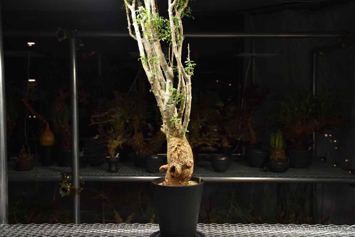 Commiphora humbertii コミフォラ フンベルティ 発根済現地株 I9 送料着