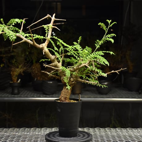 Boswellia neglecta　ボスウェリア ネグレクタ　発根済現地株　H19