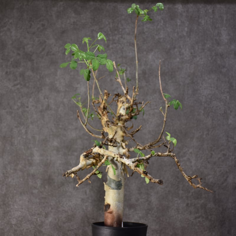 Commiphora holtziana コミフォラ ホルトジアナ 発根済現地株 #2 | B