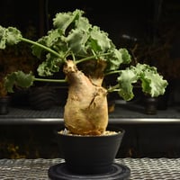 Cyphostemma uter var. macropus　キフォステンマ ウター マクロプス 発根済現地株 I24