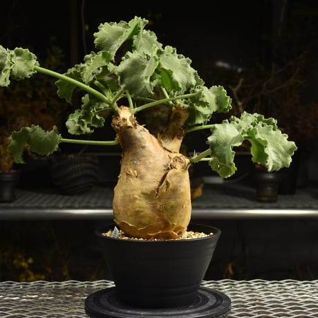 キフォステンマ　マクロプス 現地球 キフォステンマ マクロプス 現地球 キフォステンマ マクロプス 現地球