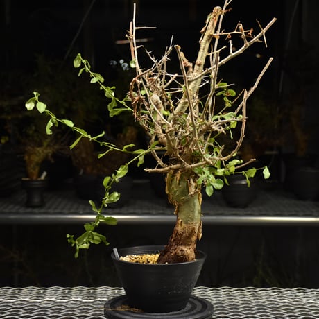Commiphora habessinica コミフォラ ハベシニカ 発根済現地株 H9