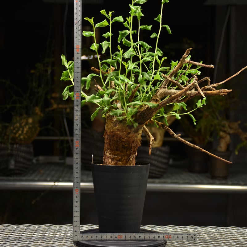 Commiphora glaucescens コミフォラ グラウケスケンス 発根済現地株 F3
