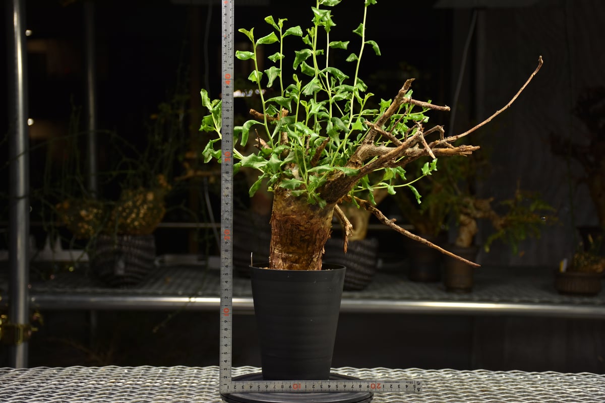 Commiphora glaucescens コミフォラ グラウケスケンス 発根済現地株 F3