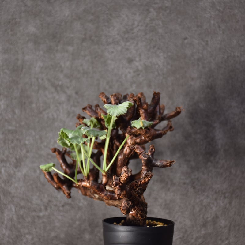 【現地株】ペラルゴニウム ミラビレ Pelargonium mirabile ペラルゴニウム ミラビレ 発根済現地株 #2