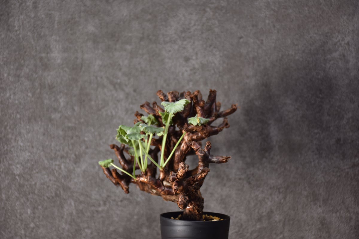 Pelargonium mirabile ペラルゴニウム ミラビレ 発根済現地株 #2 | B