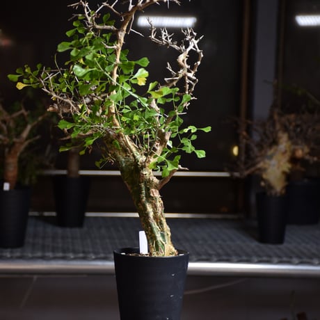 Commiphora campestris var. campestris コミフォラ カンペストリス 発根済現地株 B4