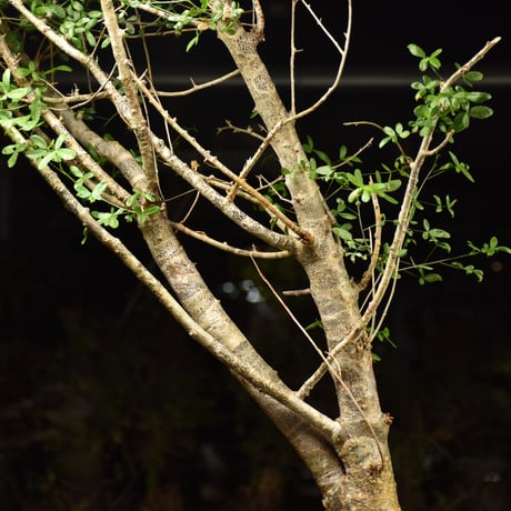 Commiphora humbertii コミフォラ フンベルティ 発根済現地株 I8 送料着払にて発送
