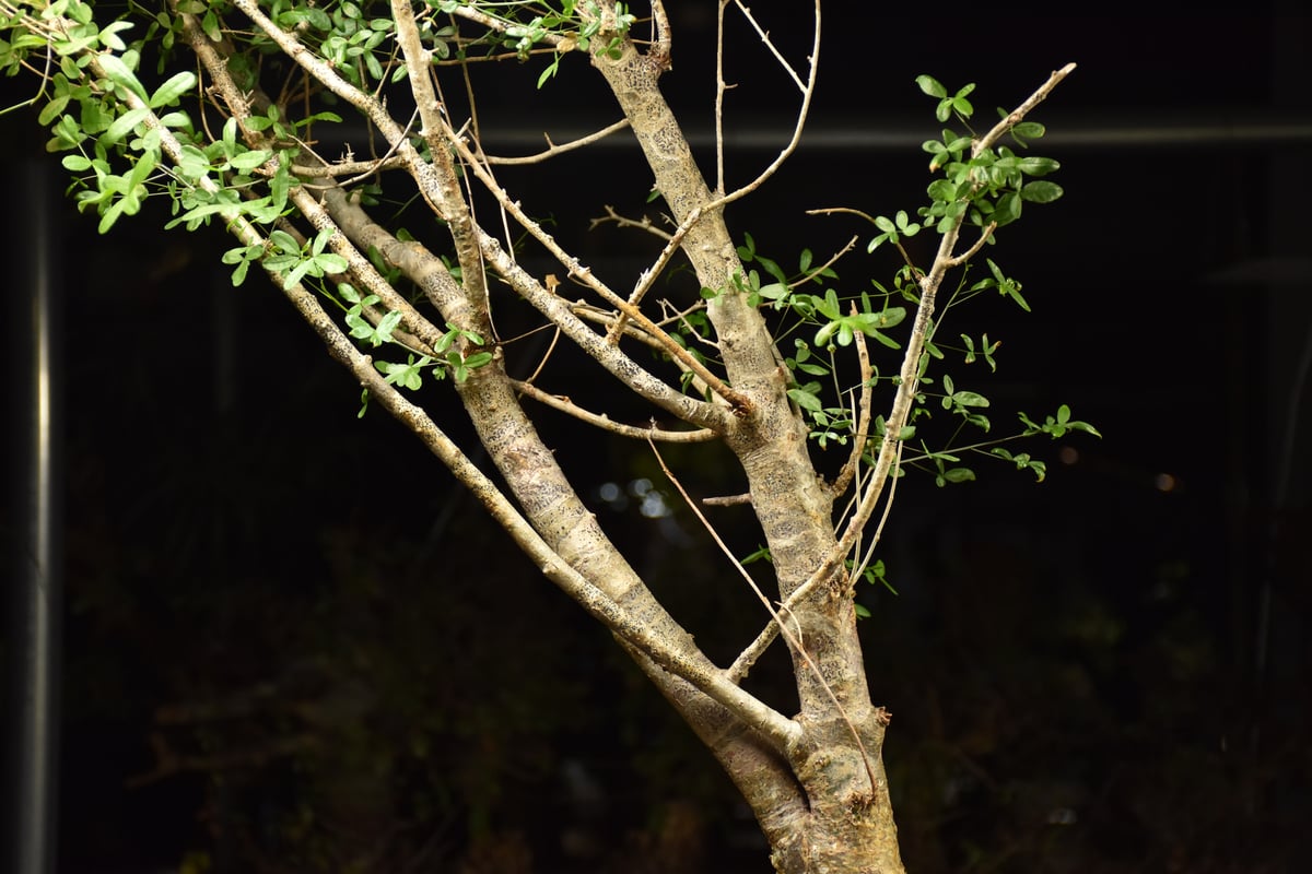 Commiphora humbertii コミフォラ フンベルティ 発根済現地株 I8 送料着