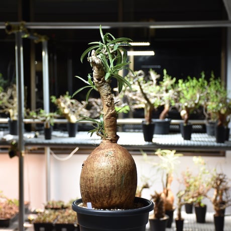 Adenium Somalense アデニウム ソマレンセ 発根済現地株 #2
