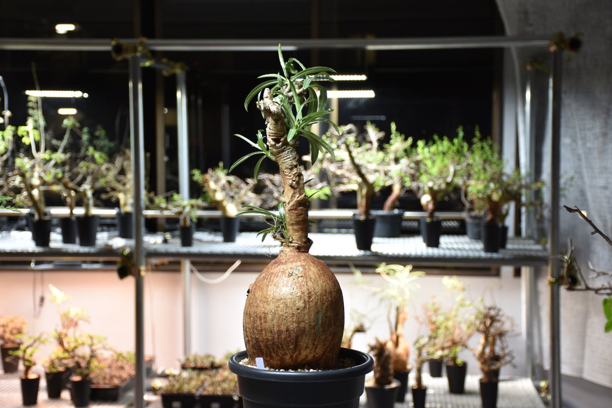 Adenium Somalense アデニウム ソマレンセ 発根済現地株 #2 | BONDEX