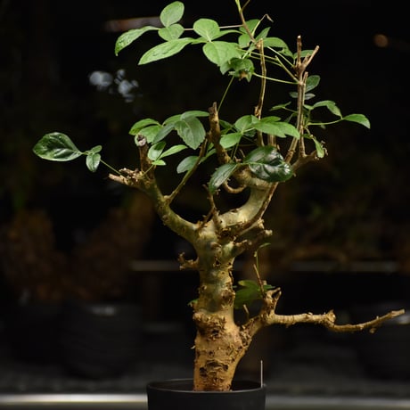 Commiphora holtziana コミフォラ ホルトジアナ 発根済現地株 H11