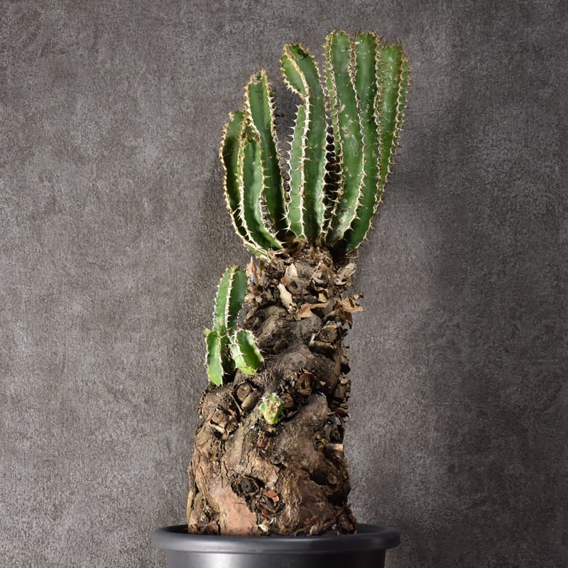 ユーフォルビア　ムランジーナ　現地球　Euphorbia mlanjeana Euphorbia mlanjeana ユーフォルビア ムランジーナ 発根済現地株