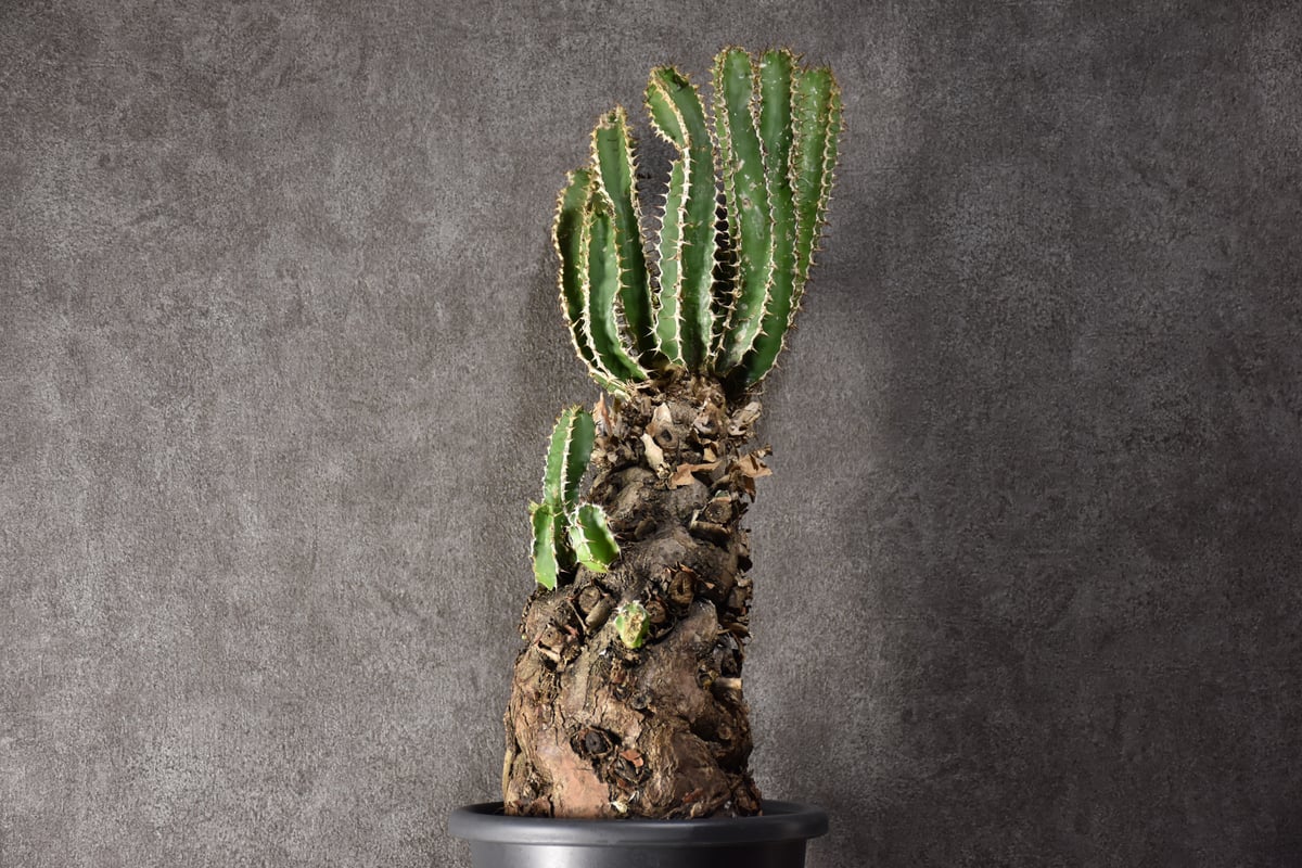 Euphorbia mlanjeana ユーフォルビア ムランジーナ 発根済現地株