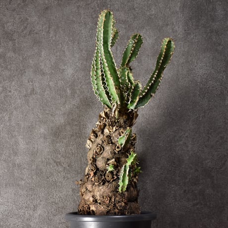 Euphorbia mlanjeana　ユーフォルビア ムランジーナ 発根済現地株 #5