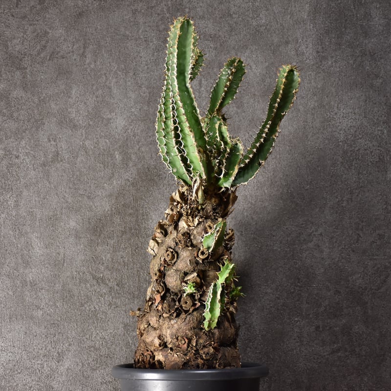 ユーフォルビア　ムランジーナ　現地球　Euphorbia mlanjeana ユーフォルビア ムランジーナ 現地球 発根済 良株 Euphorbia mlanjeana