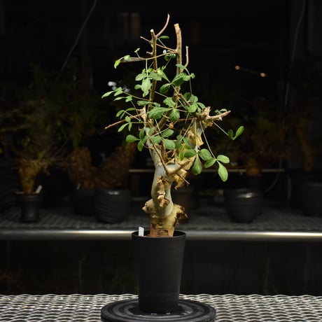 Commiphora holtziana コミフォラ ホルトジアナ 発根済現地株 H29