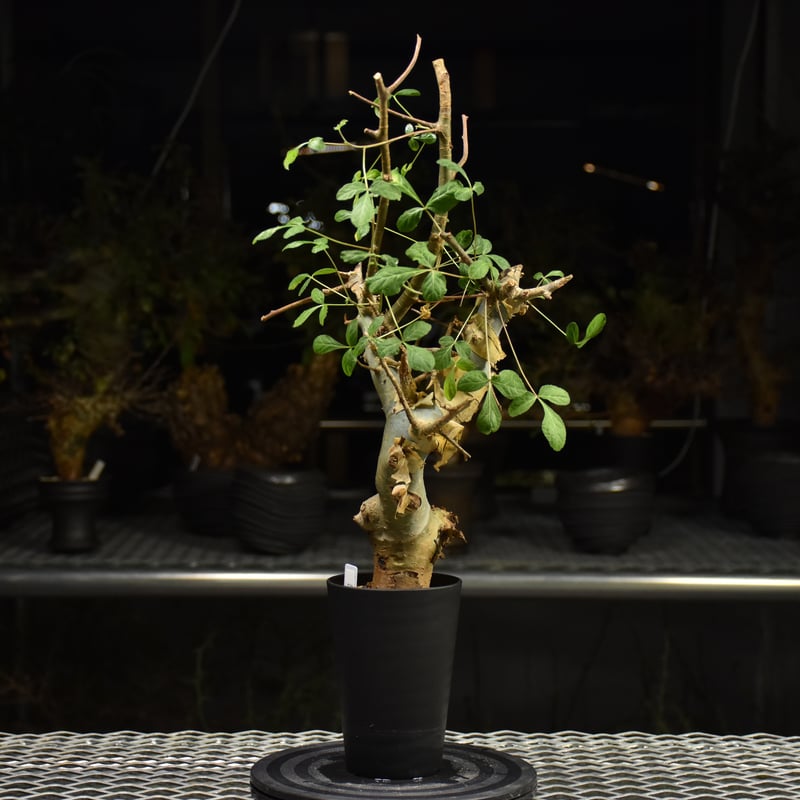 Commiphora holtziana コミフォラ ホルトジアナ 発根済現地株 H29 |
