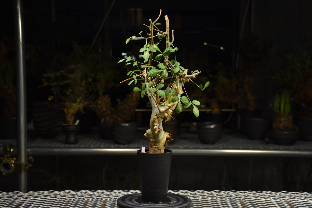 Commiphora holtziana コミフォラ ホルトジアナ 発根済現地株 H29 |