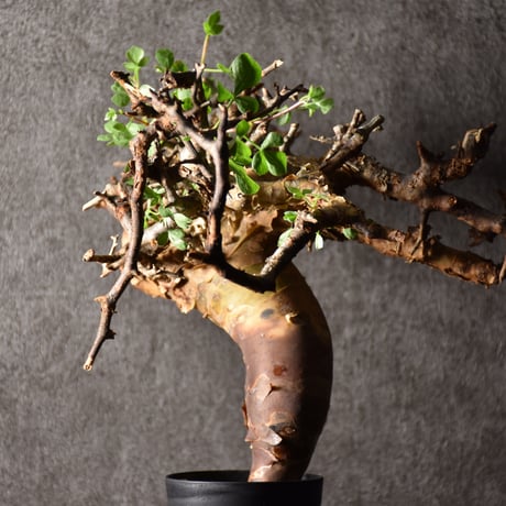 Commiphora kataf pure コミフォラ ピュアカタフ 発根済現地株 3 ソマリア産