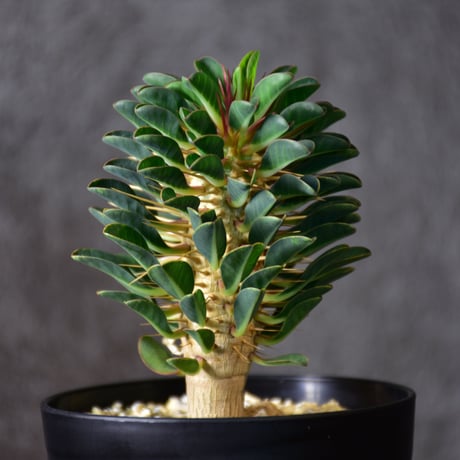 ユーフォルビア・ギラウミニアナEuphorbia guillauminiana