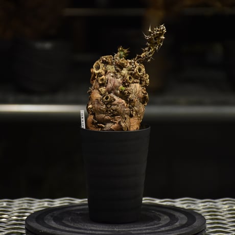Euphorbia mlanjeana　ユーフォルビア ムランジーナ 発根済現地株 I30