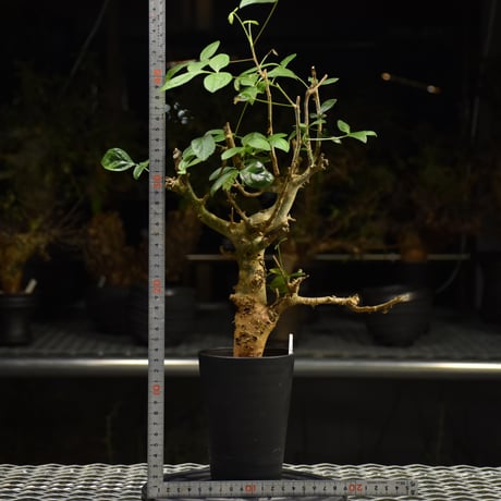 Commiphora holtziana コミフォラ ホルトジアナ 発根済現地株 H11