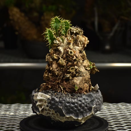 Euphorbia mlanjeana　ユーフォルビア ムランジーナ 発根済現地株 I79