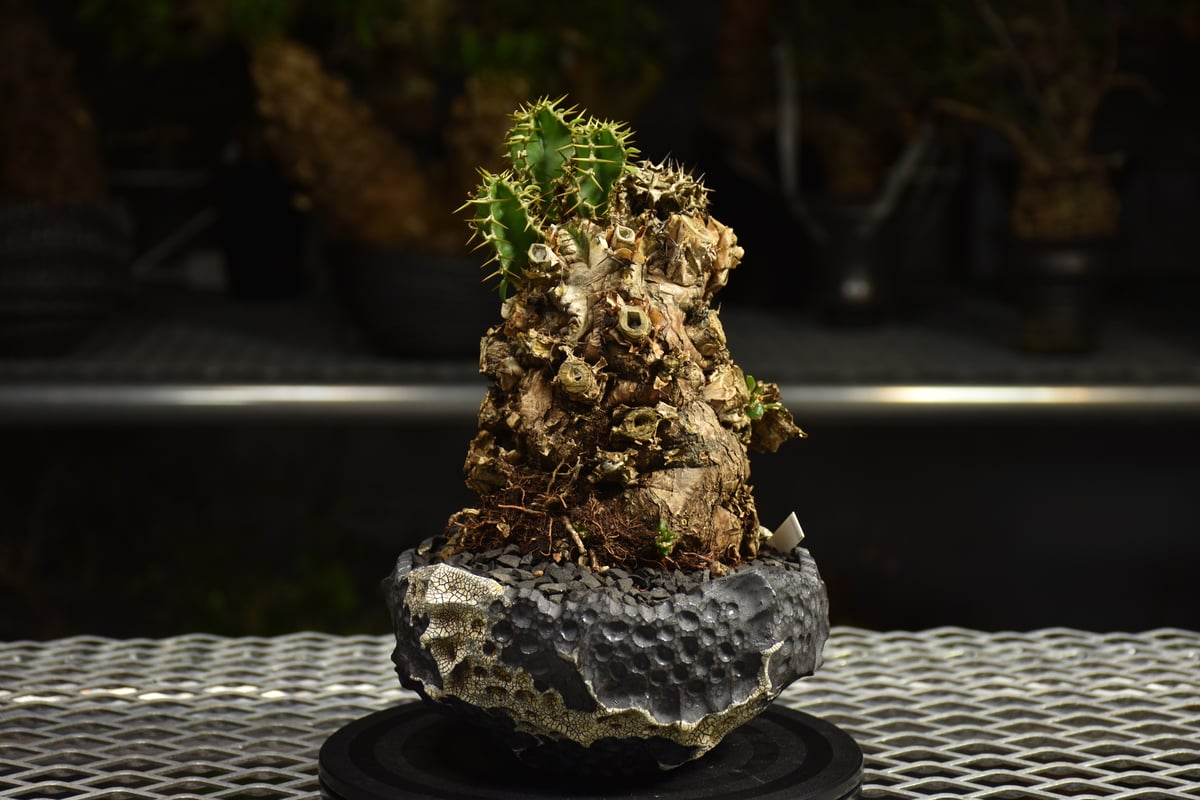 Euphorbia mlanjeana ユーフォルビア ムランジーナ 発根済現地株 I79 |