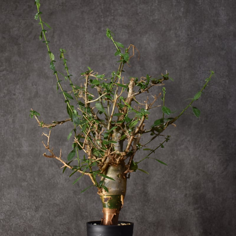 Commiphora habessinica コミフォラ ハベシニカ 発根済現地株 #5 | ...