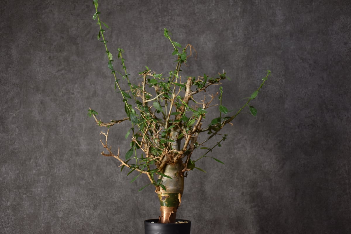 Commiphora habessinica コミフォラ ハベシニカ 発根済現地株 #5 |