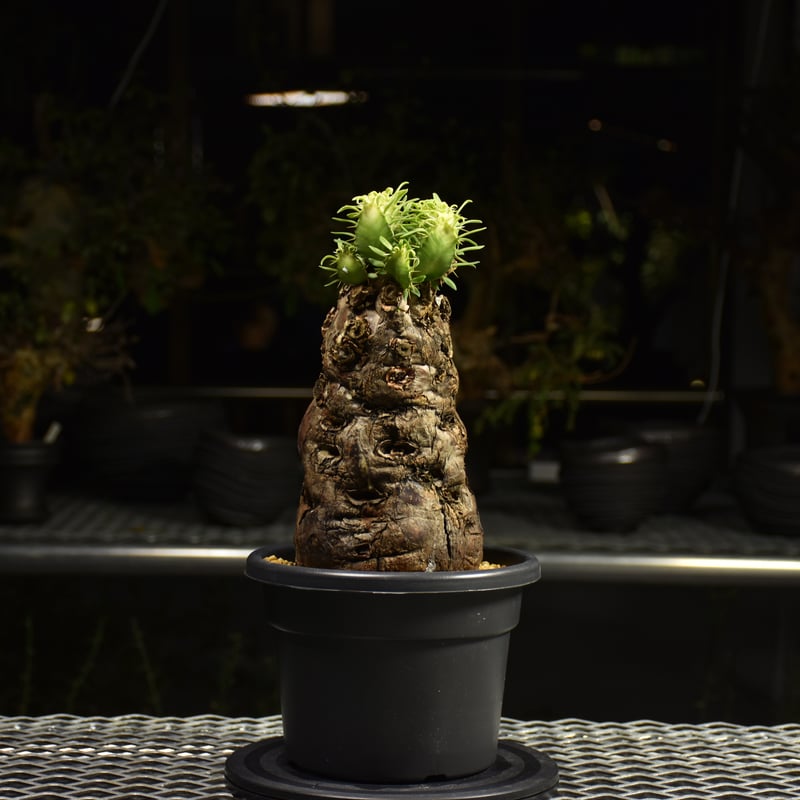 ユーフォルビア　ムランジーナ　7株セット ユーフォルビア ムランジーナ 7株セット 現品限り