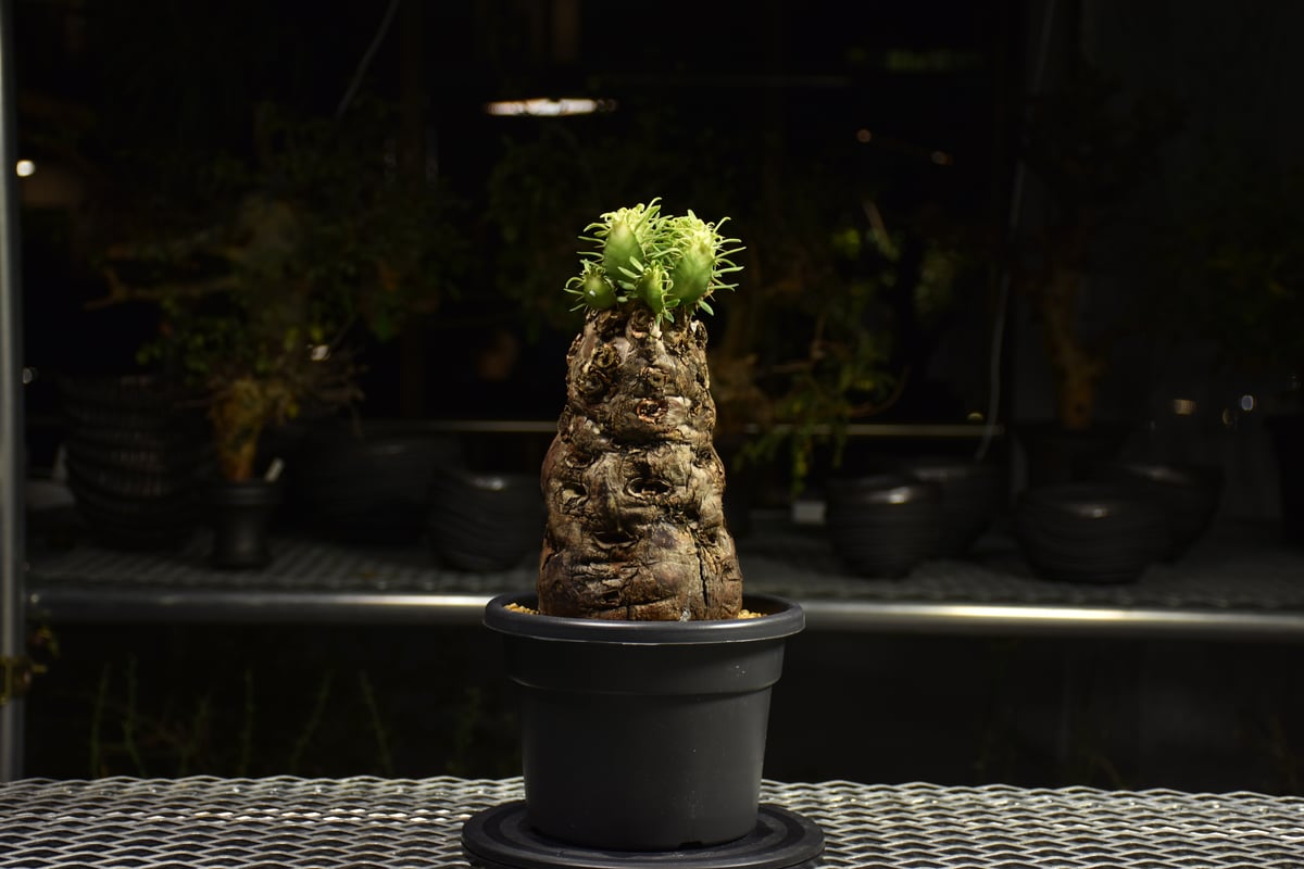 ユーフォルビア　ムランジーナ　現地球 発根株　（鉢付き） Euphorbia mlanjeana ユーフォルビア ムランジーナ 発根済現地株