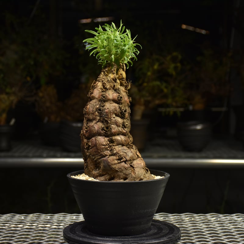 Euphorbia mlanjeana ユーフォルビア ムランジーナ 発根済現地株 H4 |