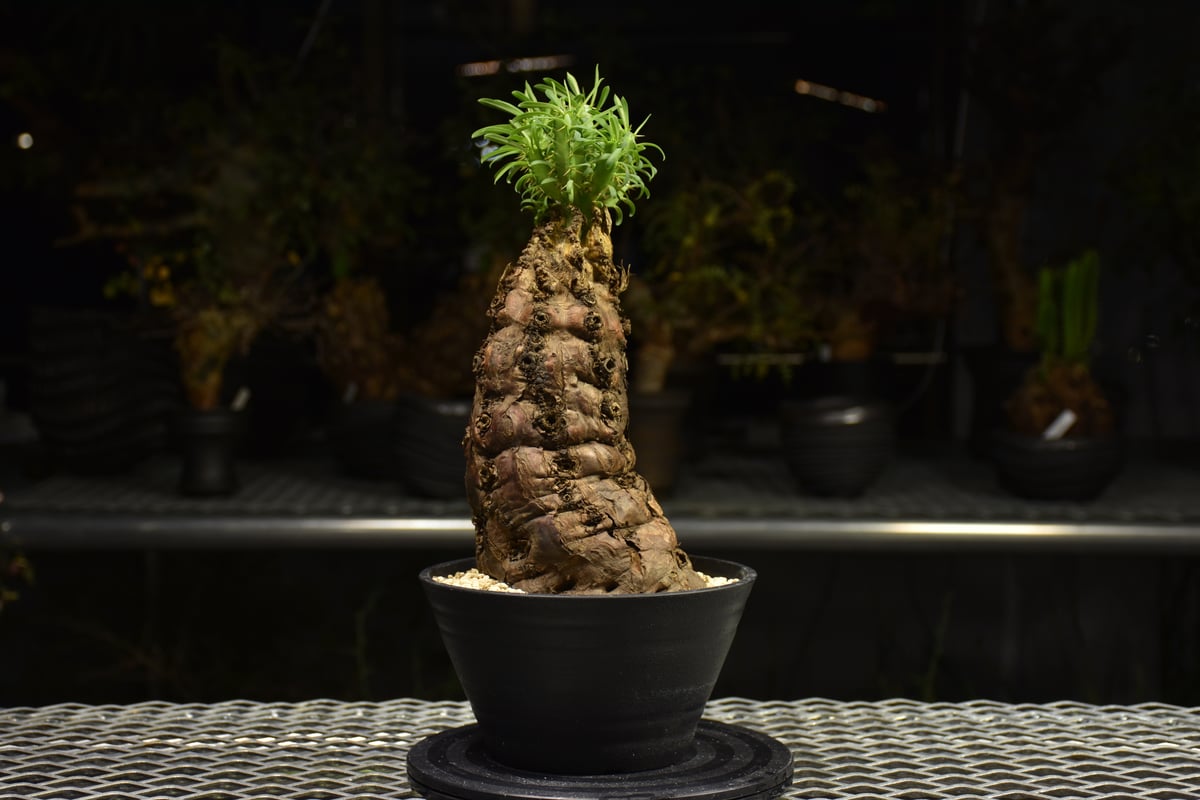 Euphorbia mlanjeana ユーフォルビア ムランジーナ 発根済現地株 H4 |