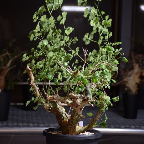 banksy】コミフォラ ホルトジアナ CATEGORY Commiphora | BONDEX